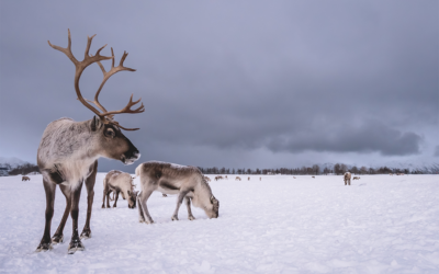 Cabo Norte y Laponia boreal