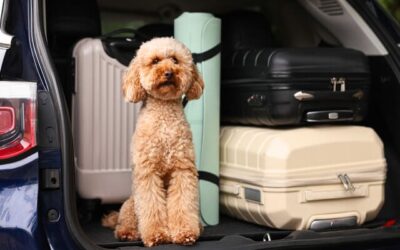 Guía para viajar con mascotas en Noruega