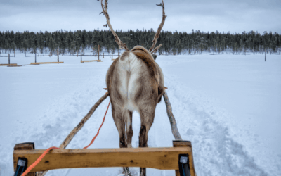 Escapada a Tromsø con Alojamiento en Granja Sami